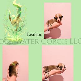Leafeon - Red male Pembroke Welsh Corgi puppy in Kiowa, Colorado from Cool Water Corgis LLC