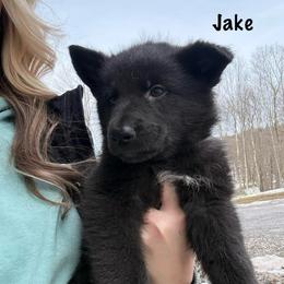 Orange HC AKA Jake - Black male German Shepherd puppy in Terra Alta, West Virginia from Shepherd Country Farm and Kennels