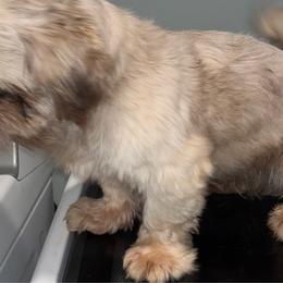 Banner - Shih Tzu