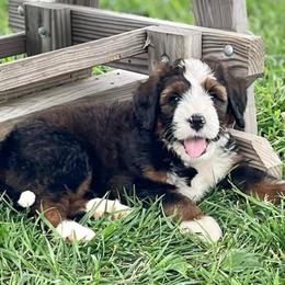 America - Sable female Bernedoodle puppy in Kansas City, Missouri from Beary GoldenDoodles