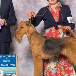 Starr - Airedale Terrier