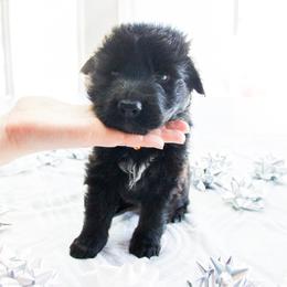 German Shepherd Puppies from Journey's German Shepherds (Kennel Vom Himmel)