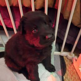 Aragorn - Blue - Black male German Shepherd puppy in Pine Bush, New York from Ahnenwätcher GSD