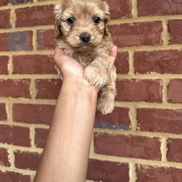 Noel - Red female Cockapoo puppy in Mobile, Alabama from Ace of Spades Yorkies