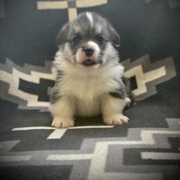 Bob - Black and tan male Pembroke Welsh Corgi puppy in Woodland, Washington from MB Acres Corgis