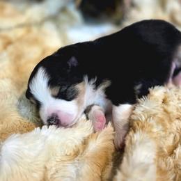 Marv - Black tri male Toy Australian Shepherd puppy in Viking, Minnesota from Son Shine Farm