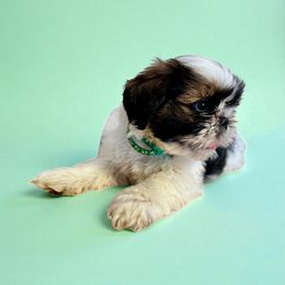 AKC-Yoshi - Tricolor male Shih Tzu puppy in Charlotte, North Carolina from Judy's Shih Tzus