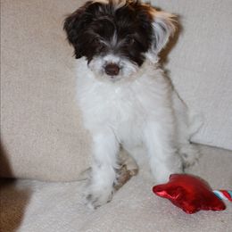Willie - Brown and white male Cockapoo puppy in Ellensburg, Washington from Dawn to Dusk Cockapoos