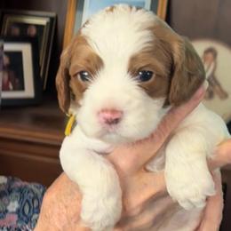 Boy 1 Zeus - Blenheim male Cavapoo puppy in Bountiful, Utah from PJs Puppy Love