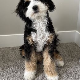 Murphy - Bernedoodle