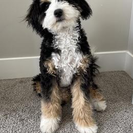 Murphy - Bernedoodle