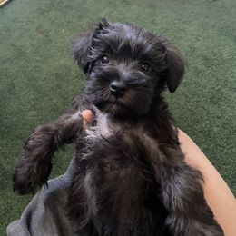 Miniature Schnauzer Puppies from Mini Schnauzers for Life