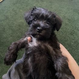 Miniature Schnauzer Puppies from Mini Schnauzers for Life