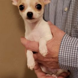 Chihuahua Puppies from Sheppard's Chihuahuas