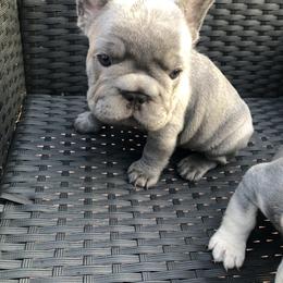 French Bulldog Puppies from NeighborHood Frenchies