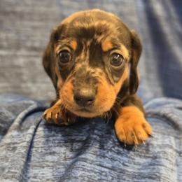 Boy 2 - Dapple male Dachshund puppy in Virginia City, Nevada from V.C. Weenies
