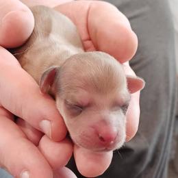 Chocolate Based Cream Dapple Male - Dapple male Dachshund puppy in Howell, Michigan from Em-Me's Royal 'n Loyal Dachshunds