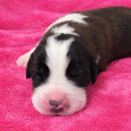 Dark pink female - Red and white female Saint Bernard puppy in Albany, Georgia from Magnolia Saint Bernards