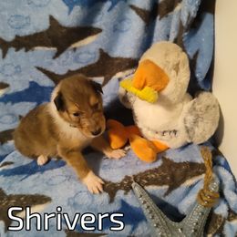 Shrivers - Collie puppy from The Hart of Fair Bluffs Collies