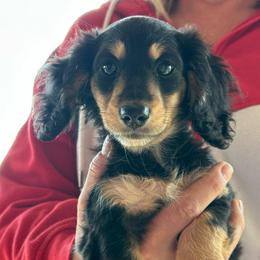Lily - Black and cream female Dachshund puppy in Campbellsville, Kentucky from Kellie's Dachshunds
