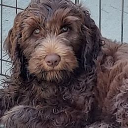 Labradoodles from Our Little Castle of Labradoodles