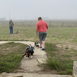 Basset Hound Puppies from 5th Day Farm
