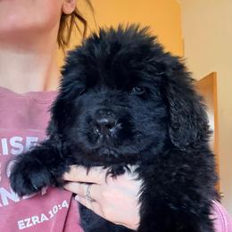 Denny - Black male Newfoundland puppy in Bell Hill, Washington from Rainshadow Newfoundlands