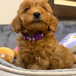 Rocky - Red  male Goldendoodle puppy in Hayden, Alabama from Agape Southern Farms