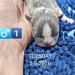 2nd born is Boy 1 - Blue male Boston Terrier puppy in Versailles, Indiana from Benhams Bostons