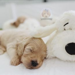 Goldendoodle and Poodle Puppies from Poodlely