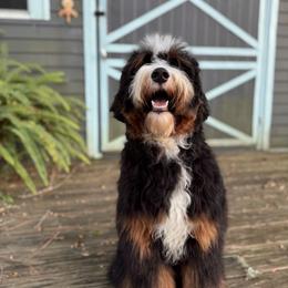 Riggs - Bernedoodle