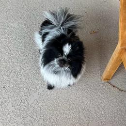 Gerda - Pomeranian