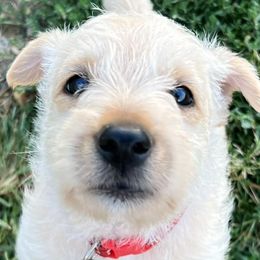 Scottish Terriers from Irish Creek Scotties