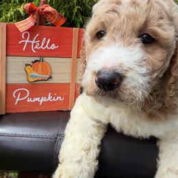 Max - Cream male Labradoodle puppy in English, Indiana from Doodle Darlings