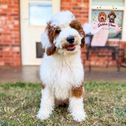 Star - female Bernedoodle puppy in Clinton, Oklahoma from Golden Paws Fur Babies