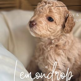 Lemon Drop - Maltipoo puppy from Aprishew Maltipoo