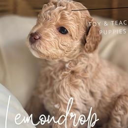 Lemon Drop - Maltipoo puppy from Aprishew Maltipoo