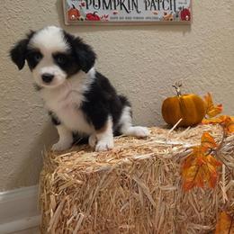 Remi - Black tri female Miniature American Shepherd puppy in Bristol, Tennessee from Riverstone Aussies
