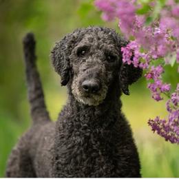 Patriot - Black male Poodle puppy in St. Johnsbury, Vermont from Poodles of the Northern Woods