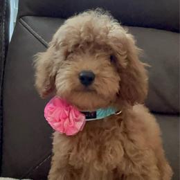 Girl 2 - Red  female Poodle puppy in California from Central Valley Scotties