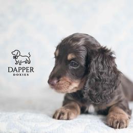 Summit - Chocolate and tan male Dachshund puppy in Brooksville, Florida from Dapper Doxies