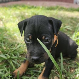 Doberman Pinscher and Miniature Pinscher Puppies from 305dobiez