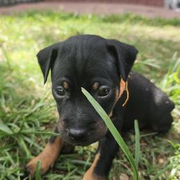 Doberman Pinscher and Miniature Pinscher Puppies from 305dobiez