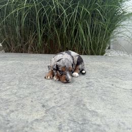 LIBERTY - Blue merle female Aussiedoodle puppy in Sharpsburg, Georgia from Steindoodles