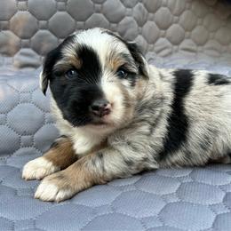 Sunshine - Blue merle female Miniature Australian Shepherd puppy in Lebanon, Oregon from Two Pines Mini Aussies