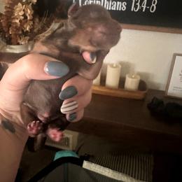 Choc 2 - Chocolate and tan male Yorkshire Terrier puppy in Sterling, Colorado from Nikki’s Yorkies