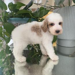 Kai - Parti male Poodle puppy in Los Angeles, California from Exquisite Doodles