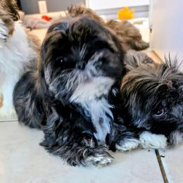 Misty - Brindle female Lhasa Apso puppy in Hillsboro, Oregon from Luv-N-Laughter Lhasa Apsos