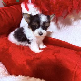 Biewer Terrier puppies from CG Tiny Paws