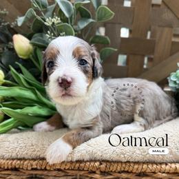 Oatmeal - Blue merle male Bernedoodle puppy in Temecula, California from Brookside Bernedoodles